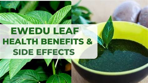 ewadu|10 Profound Health Benefits Of Ewedu (Jute Leaves)